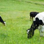 気になるお肉(牛肉)の豆知識🐮